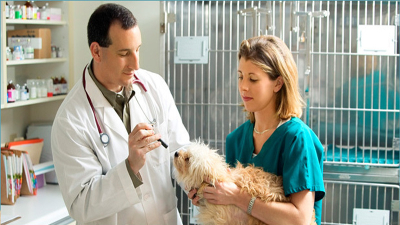When Do You Need to Schedule Dog Vaccinations?
