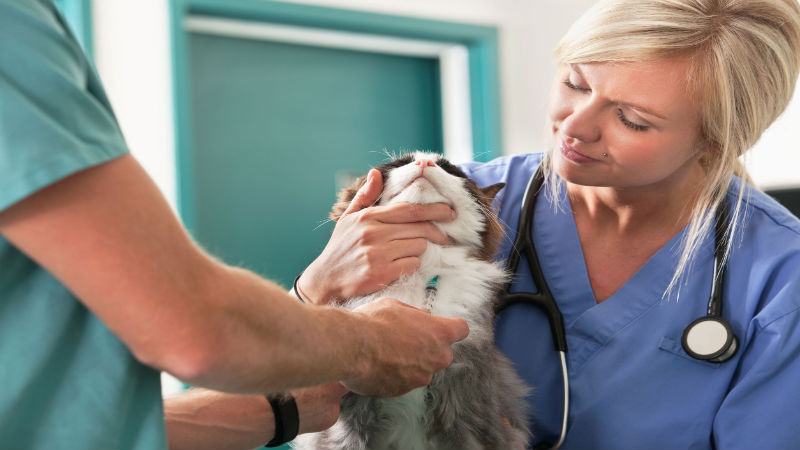 Four Signs Your Cat Needs to See the Vet in Johns Creek